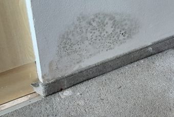 Schimmel in der Wohnung